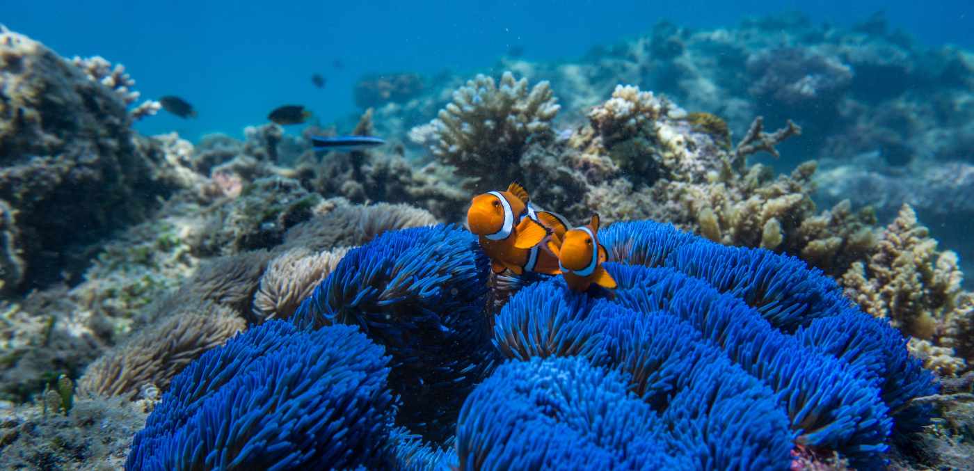 The reef is teeming with diverse marine life