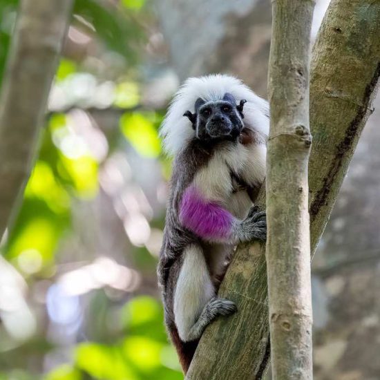 Emilio, the wild cotton-top tamarin, who is part of Proyecto Titi’s study.
