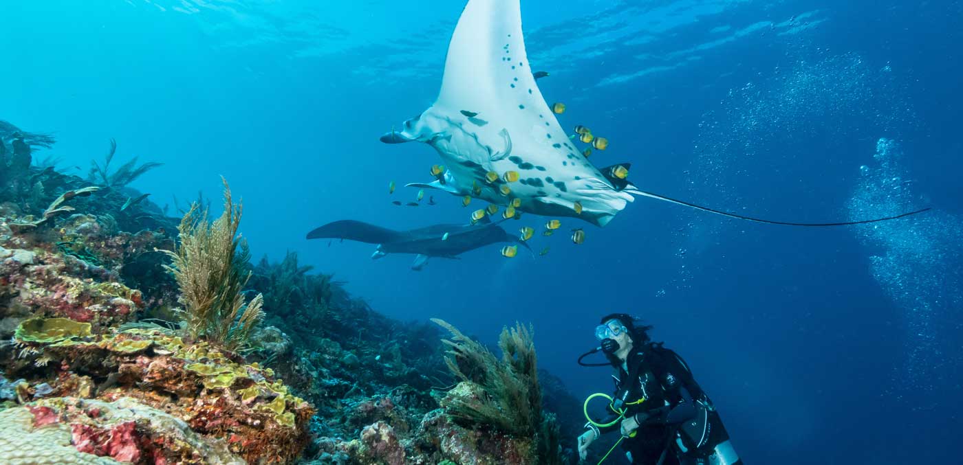 Black and white reef manta ray flying around a cleaning station in crystal blue water