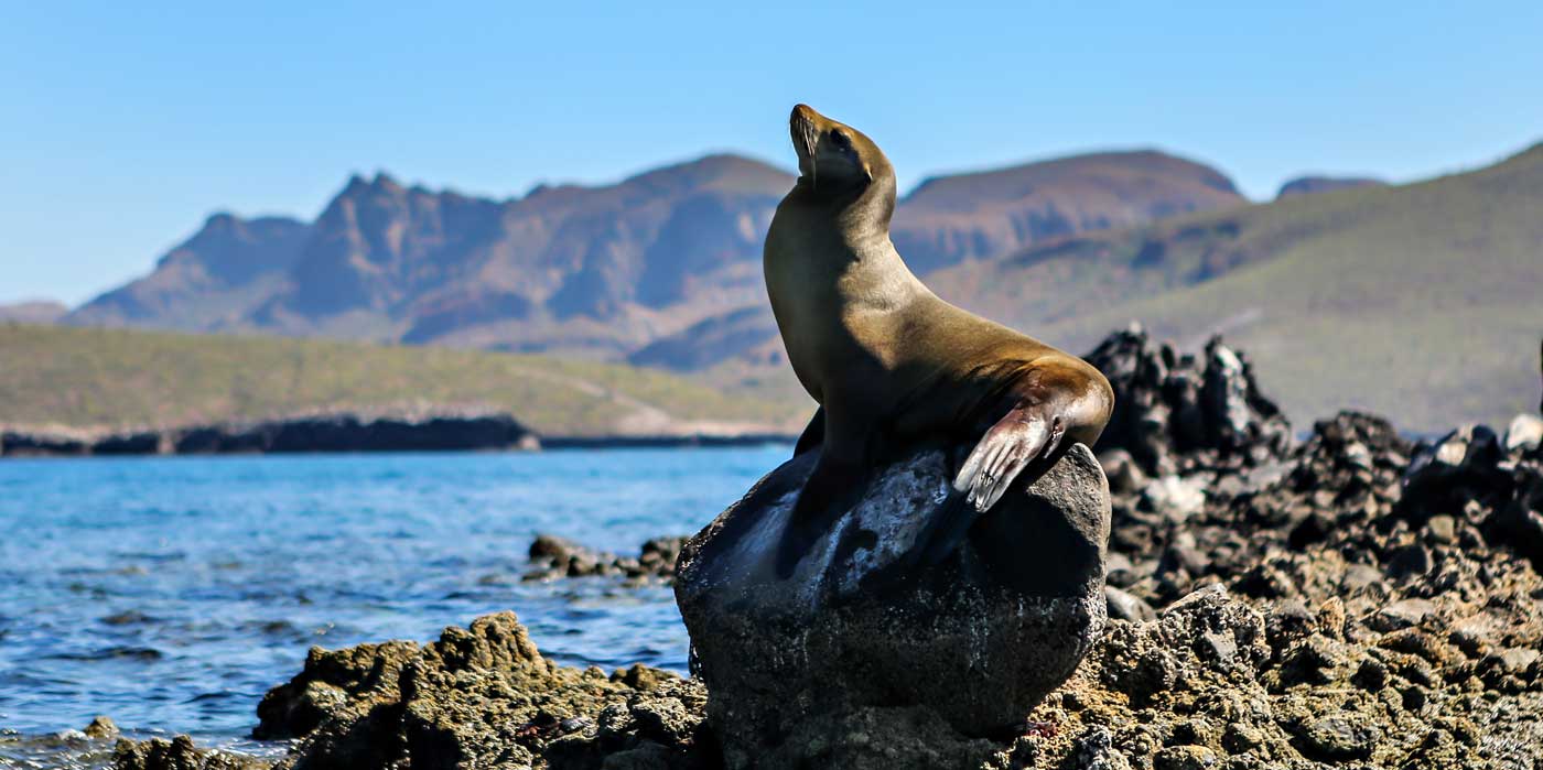 Sea lion on a rock in the Sea of Cortez
