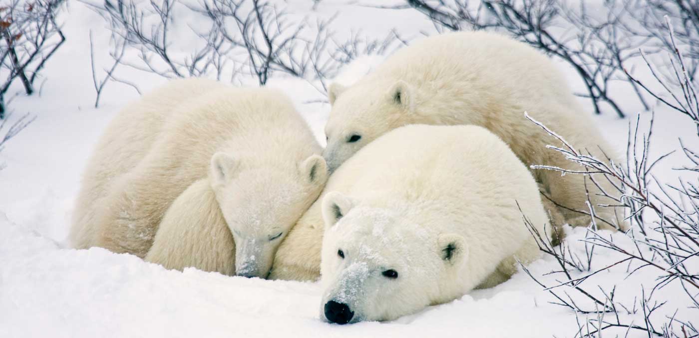 Polar Bears (Ursus maritimus) female and two cubs, Churchill Wildlife Management Area, Manitoba, Canada.