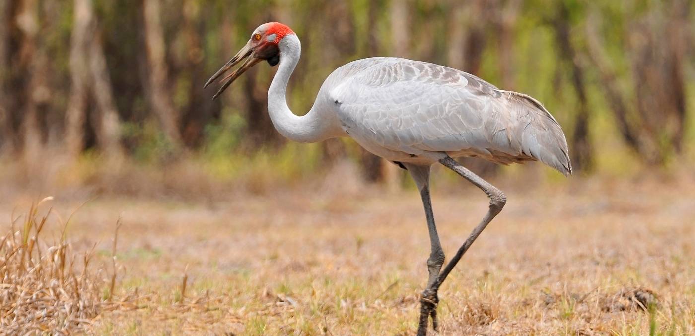 brolga