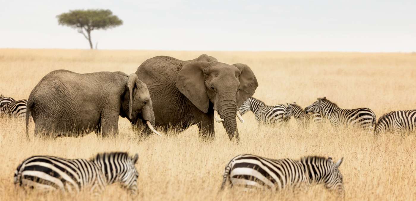 elephants and zebra in tall grass