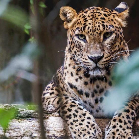 Sri Lankan Leopard