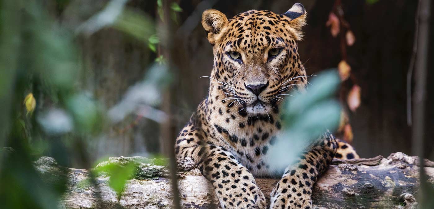 Sri Lankan Leopard