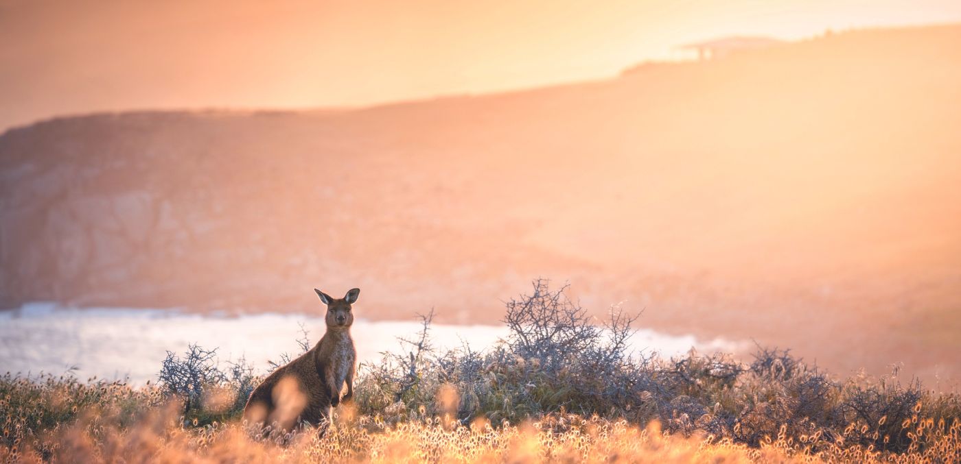 Cape Willoughby Kangaroo Island © Ben Goode | Tourism SA