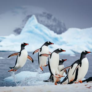 Quark Expeditions