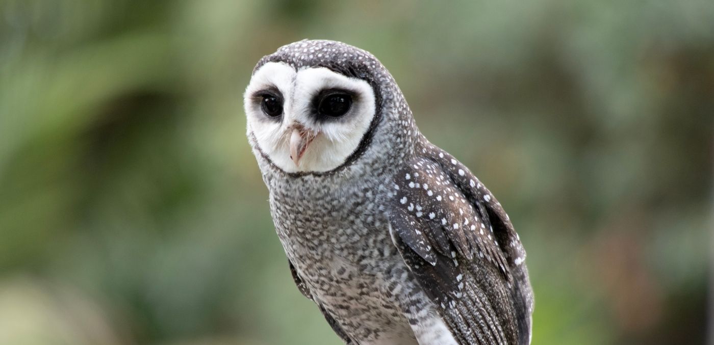 Lesser sooty owl ©