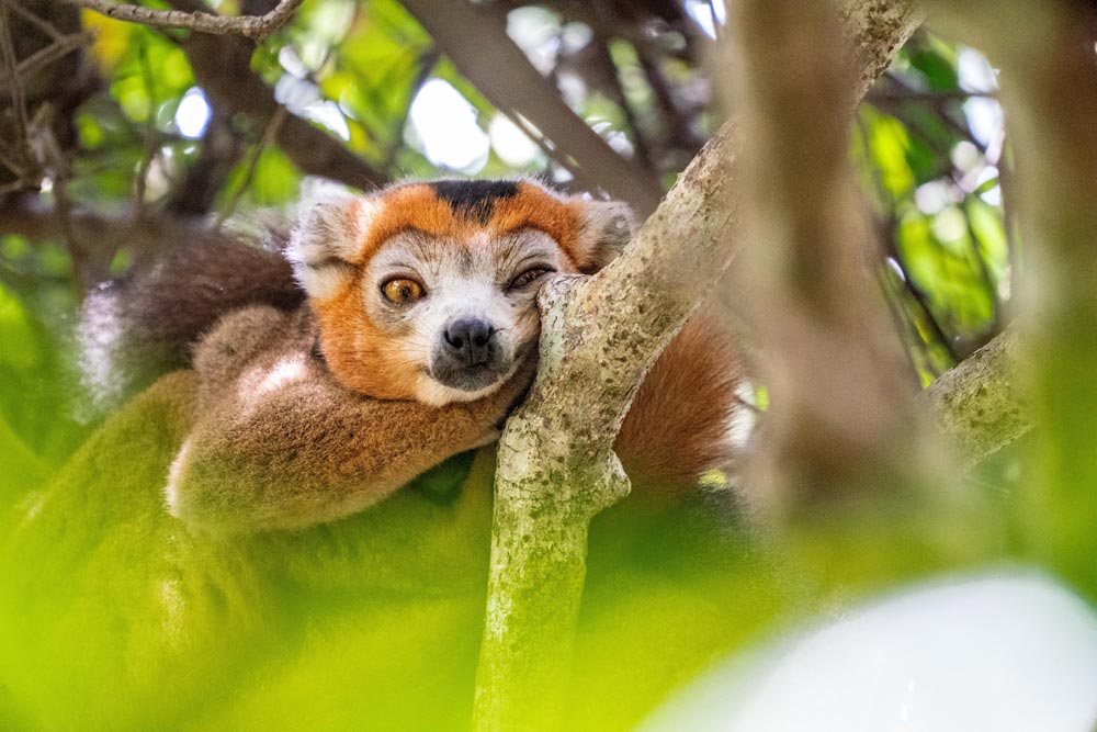 Lemur on an island in Madagascar