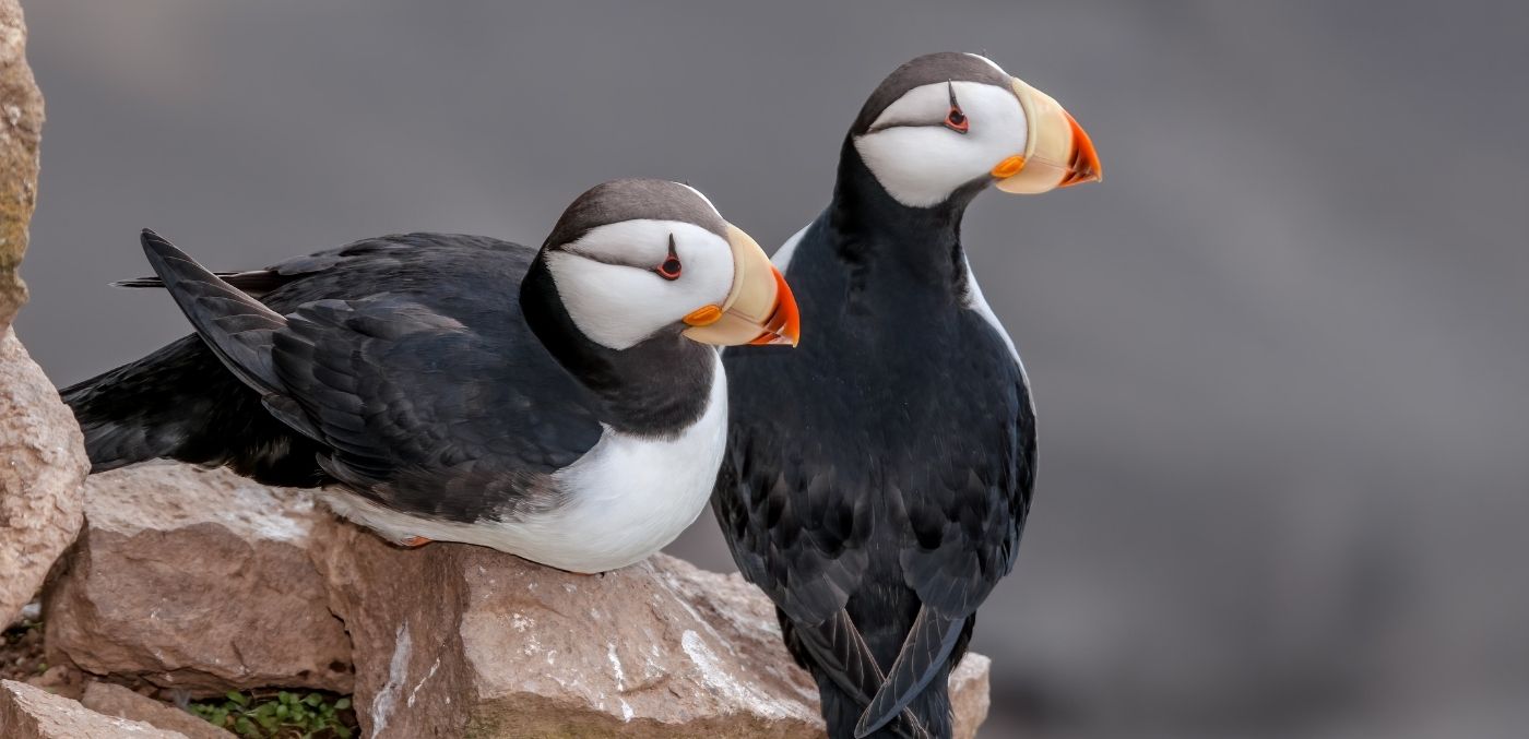 Alaskan puffin