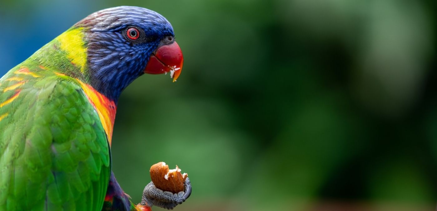 Rainbow lorikeet