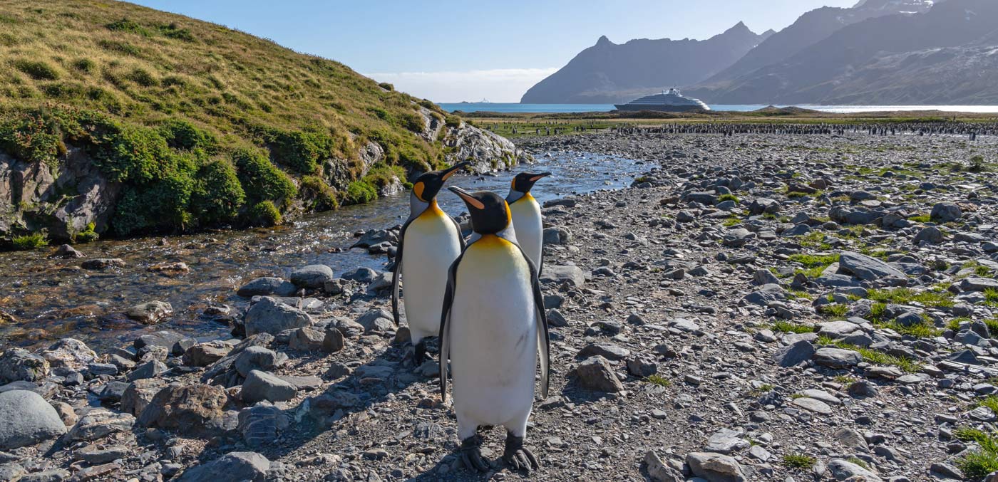 King Penguins in South Georgia
