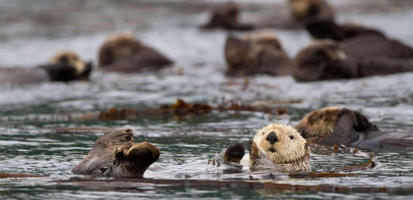 Sea otters in Alaska