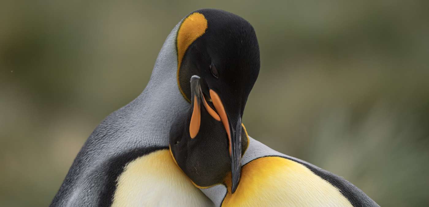 Emperor penguins on an expedition cruise with Swan Hellenic