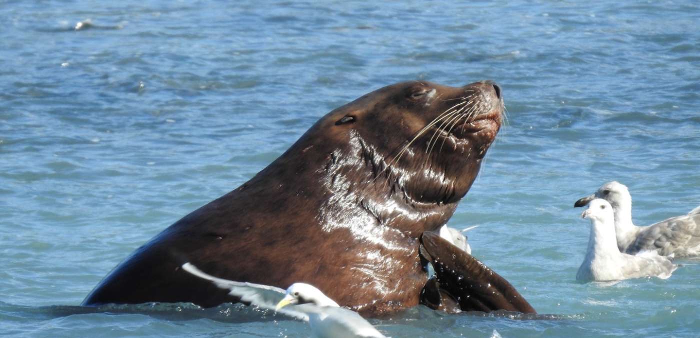 Stellar sea lion baskin in the sun