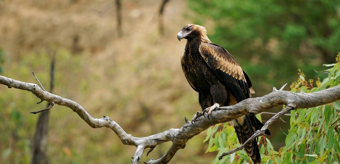 Tasmanian wedge-tail eagle