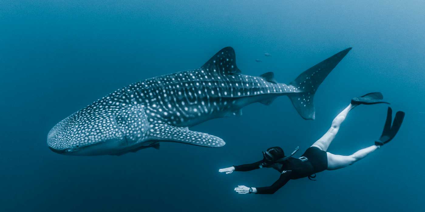 Swimming with whale shark with True North