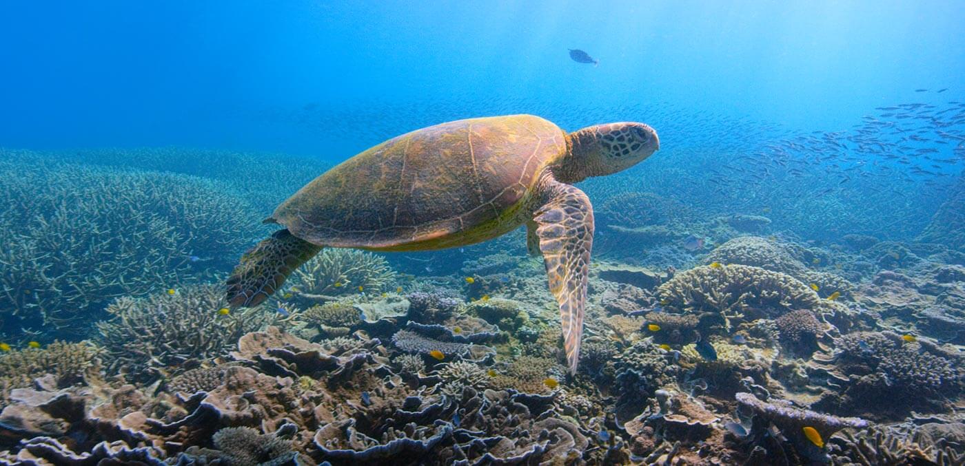 Turtle swimming over coral reefs