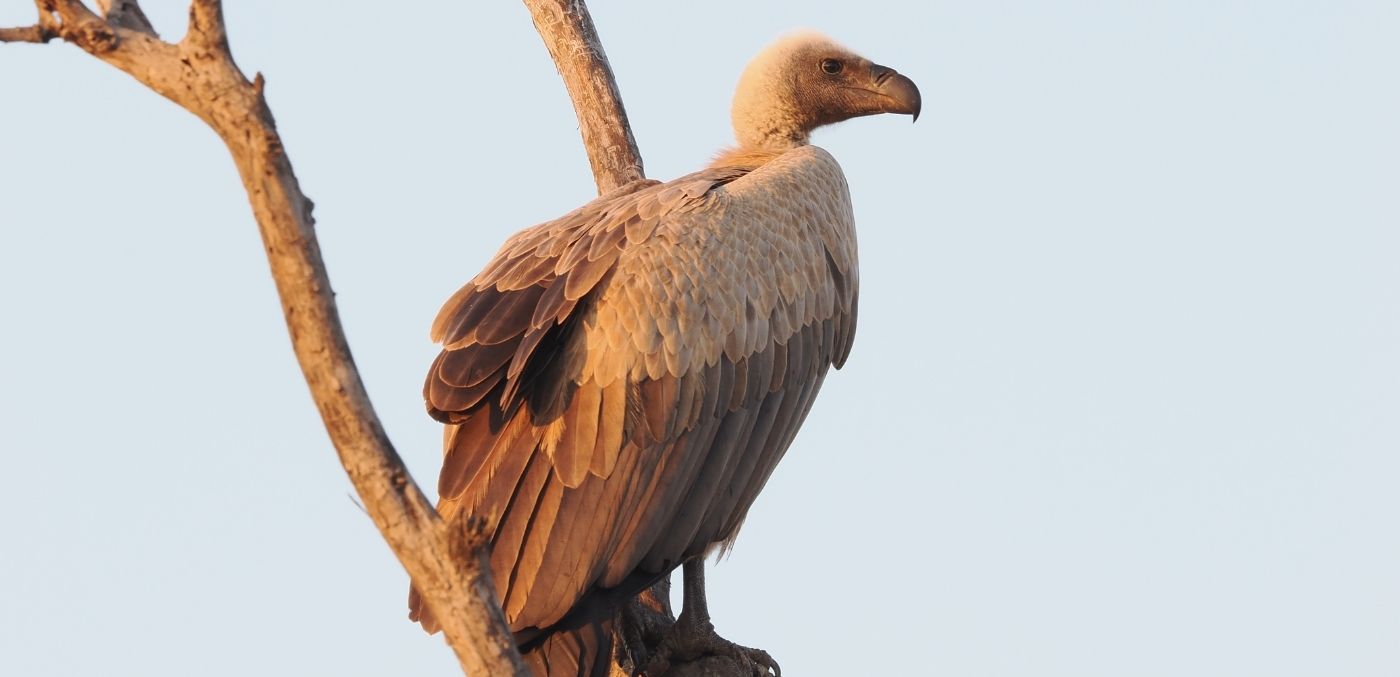 White-backed vulture